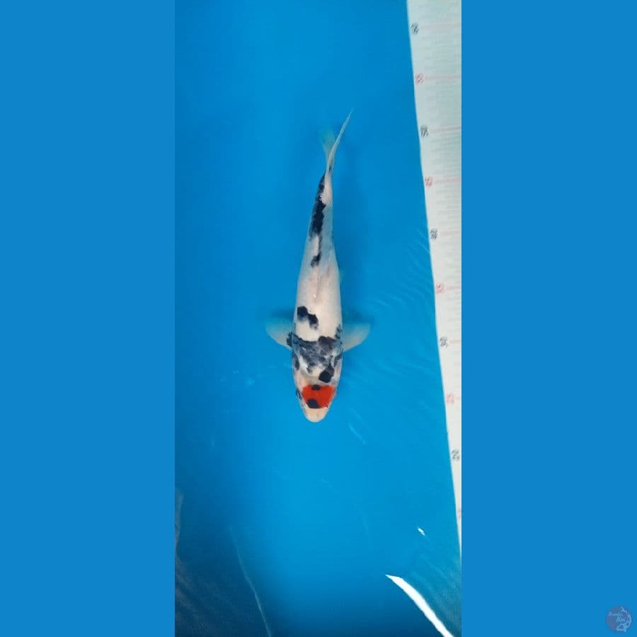 Tancho showa 26cm male
