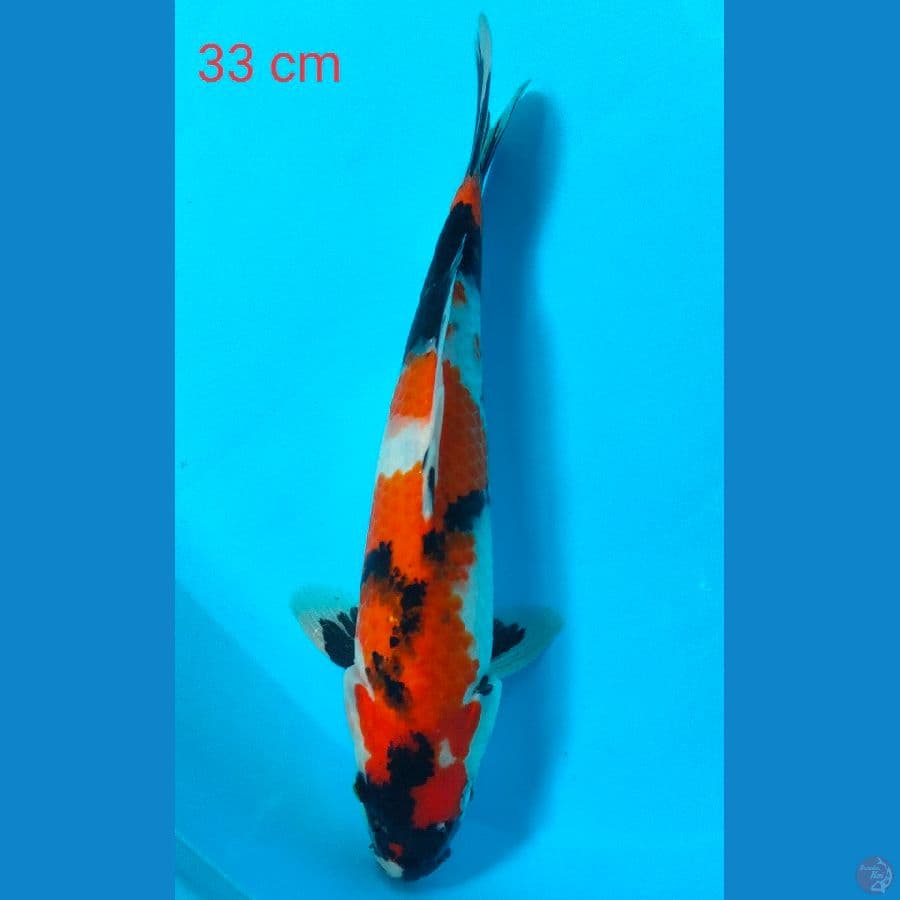 showa 33 cm