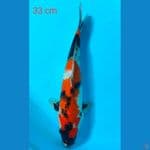 showa 33 cm
