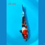 showa 35 cm
