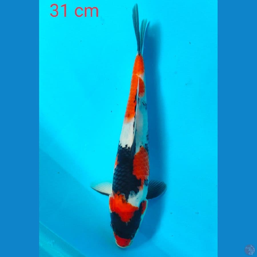 showa 31 cm