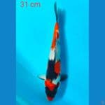 showa 31 cm