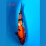 showa 31 cm