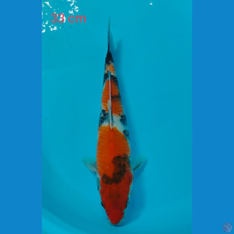 showa 33 cm
