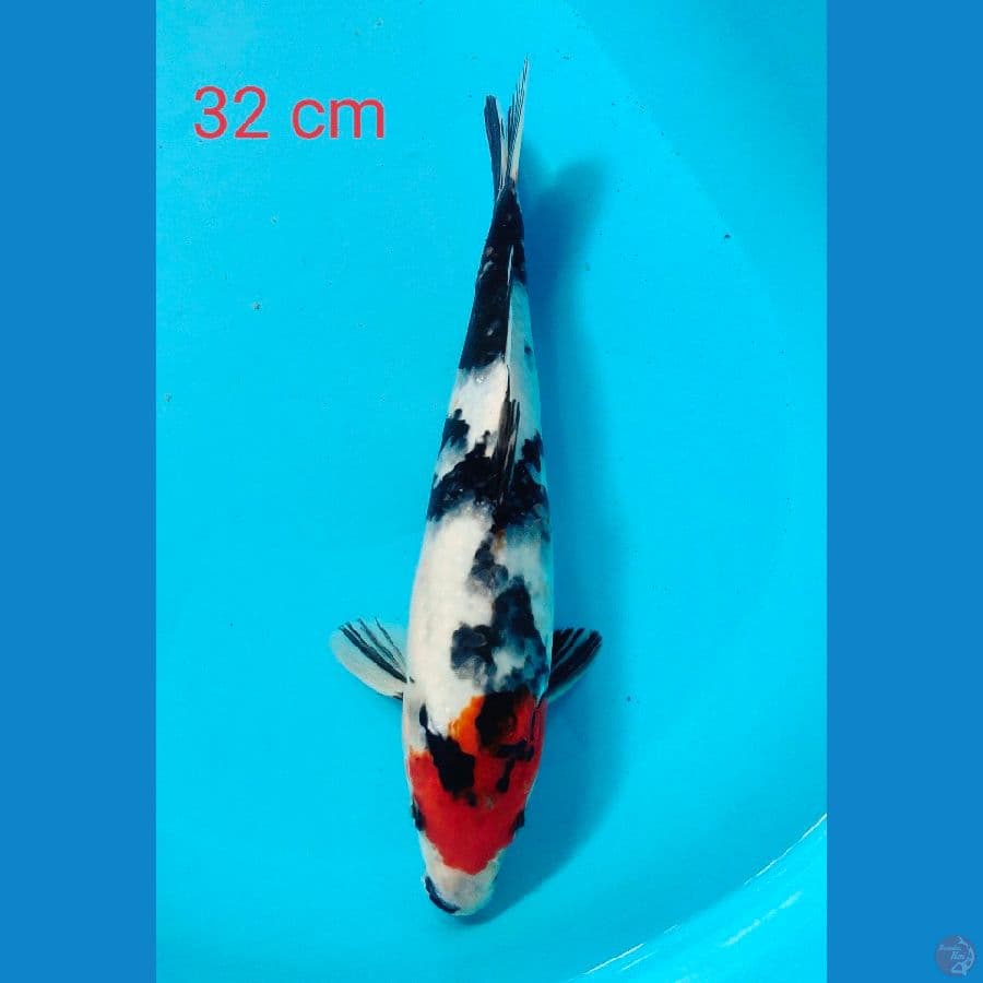 showa 32 cm