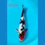 showa 32 cm