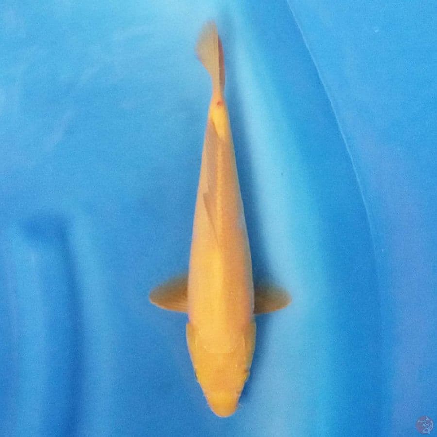 Karashi 26 cm