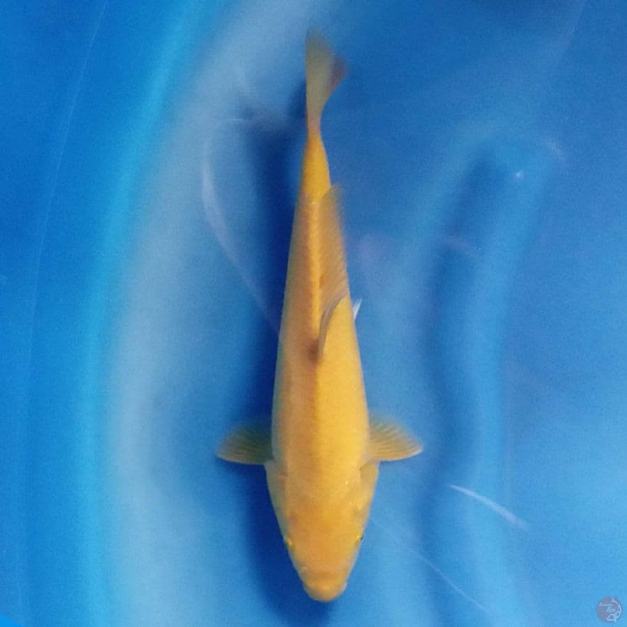 Karashi 26 cm