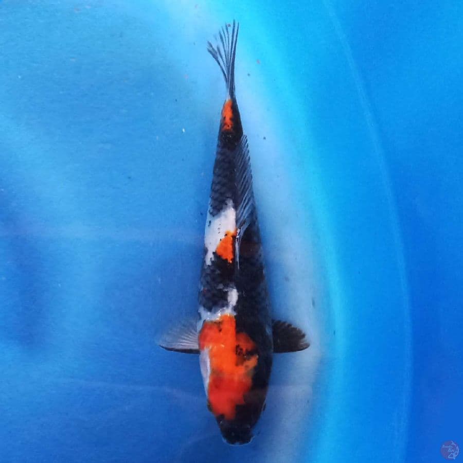 Showa 27 cm