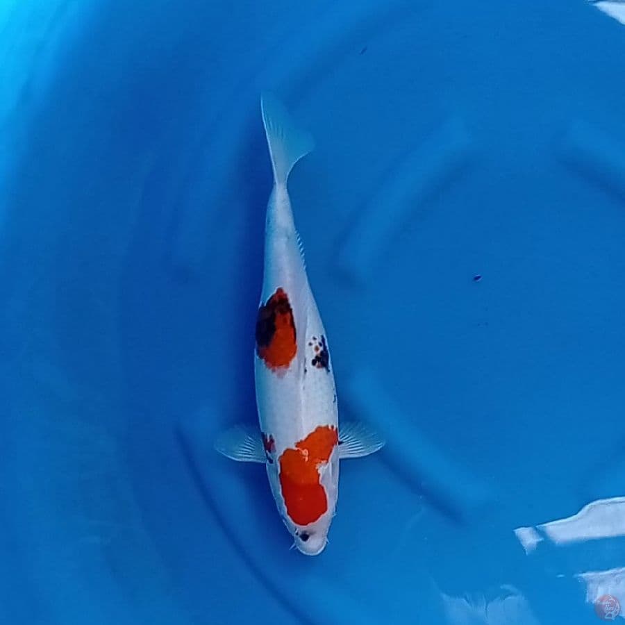 showa calon HQ 35 cm.