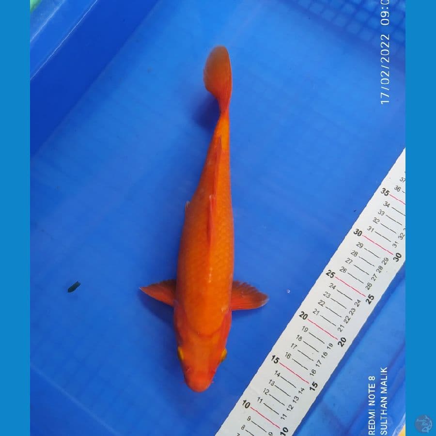 red karasi 34 cm stong