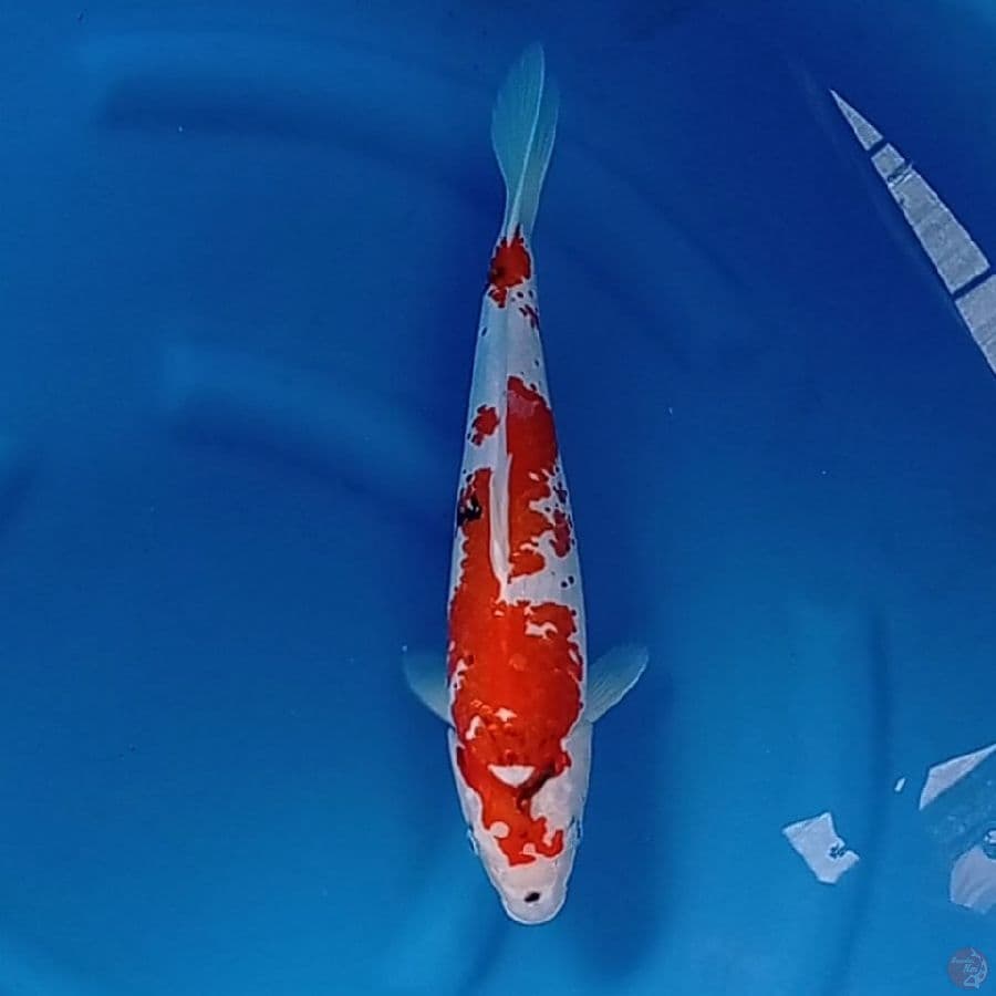 SHOWA 35 CM
