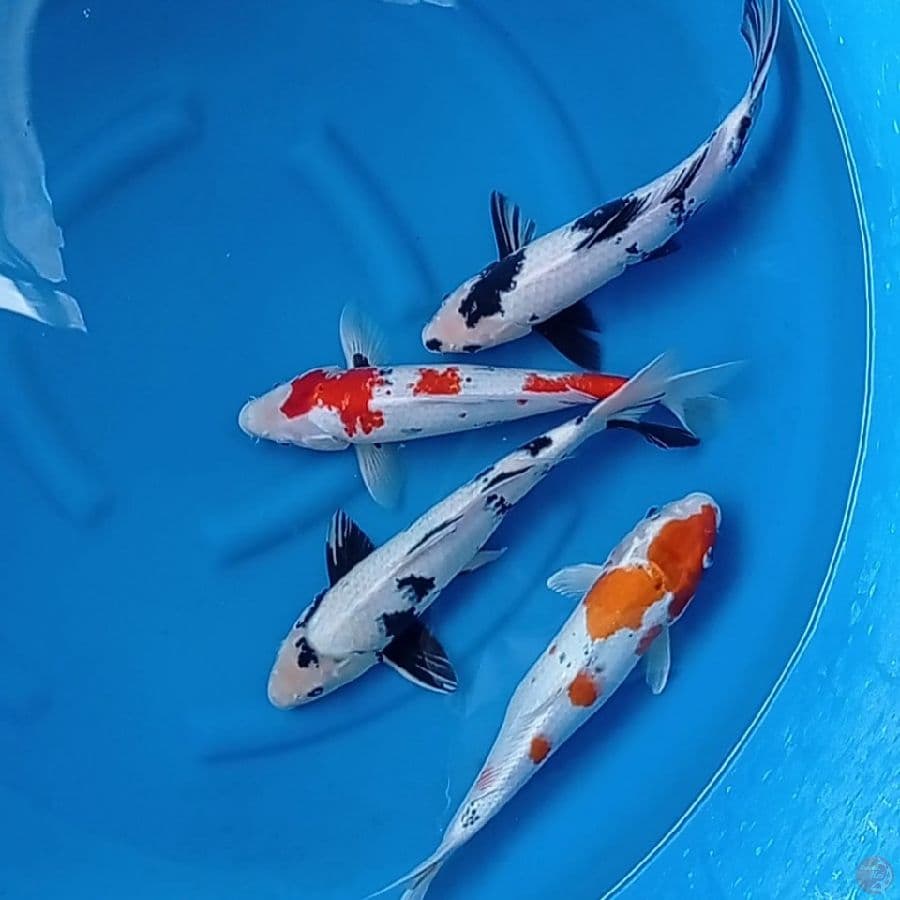 mix showa 35-37 cm