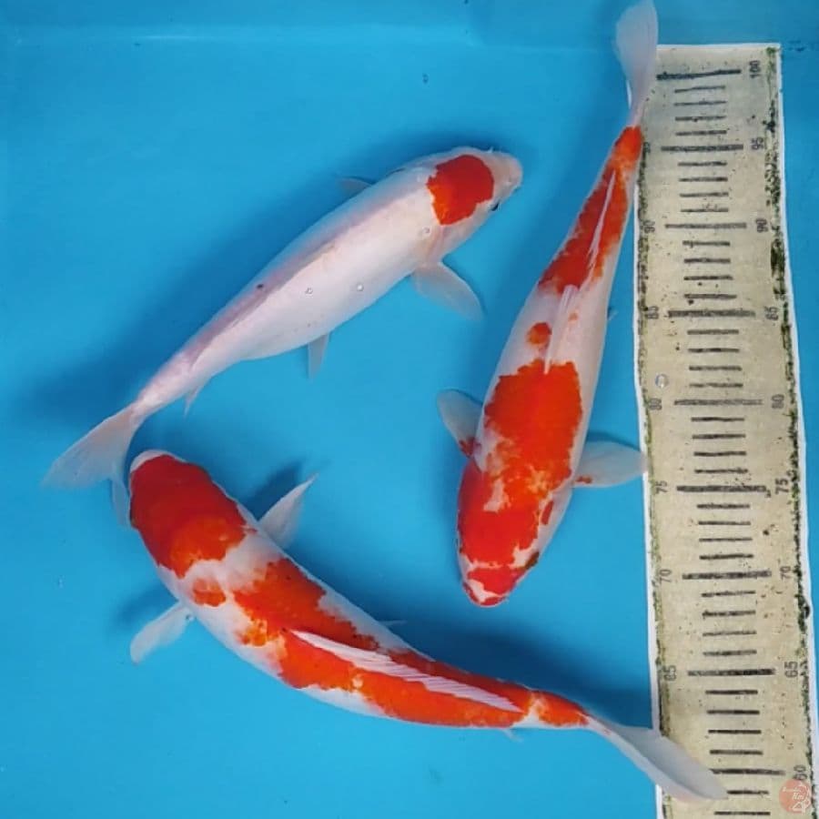 Kohaku Sisik&Doit ~33,35,36
