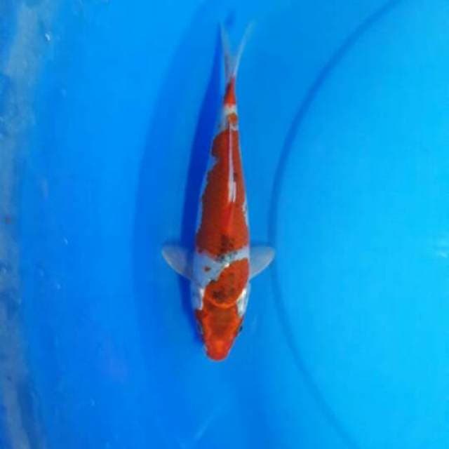 Goshiki