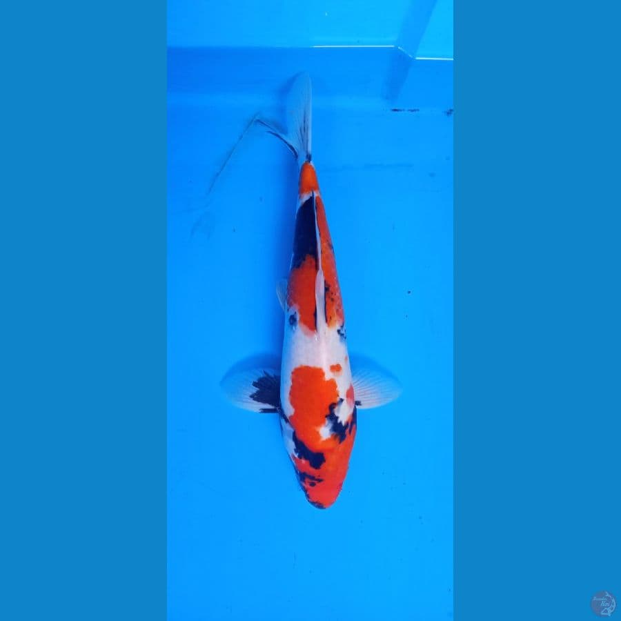 showa 34 cm