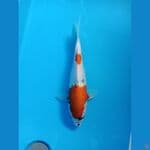 Showa Tategoi F1 Dainichi