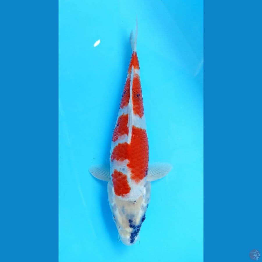 kin showa 30cm