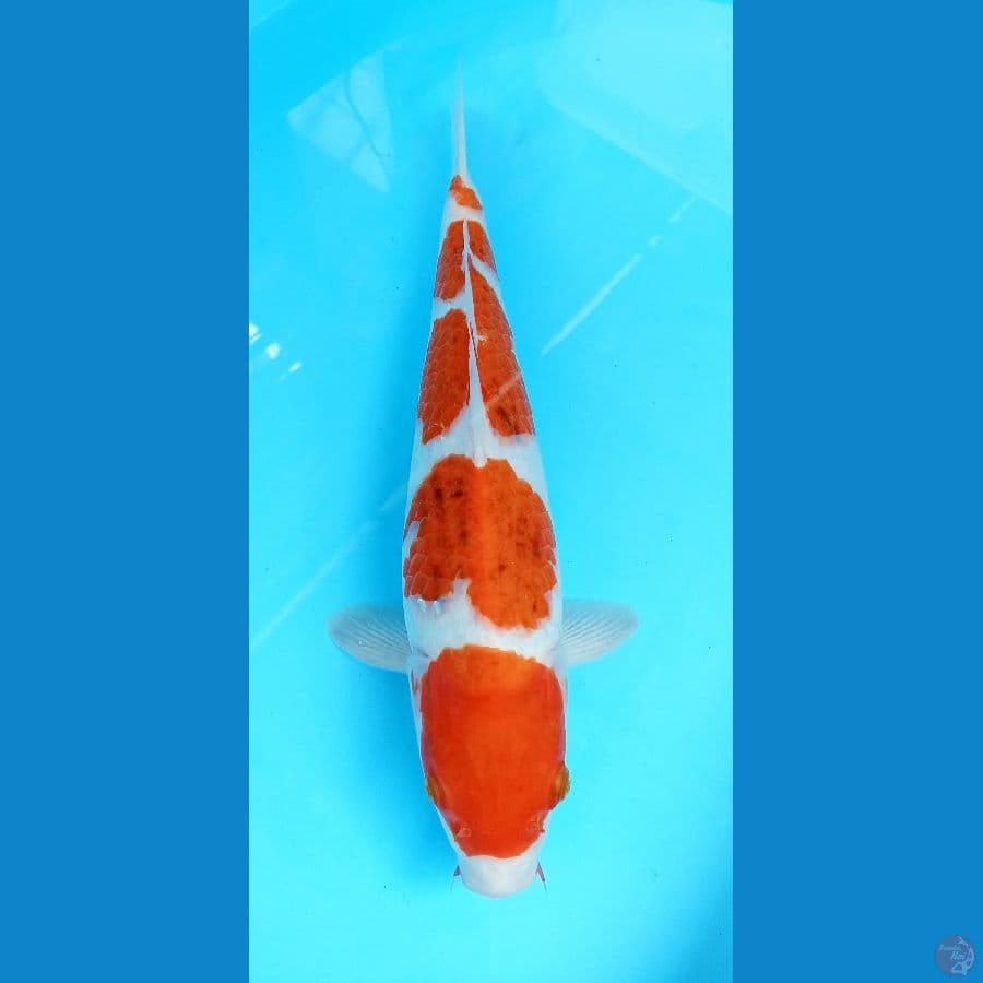 ai goromo 38cm