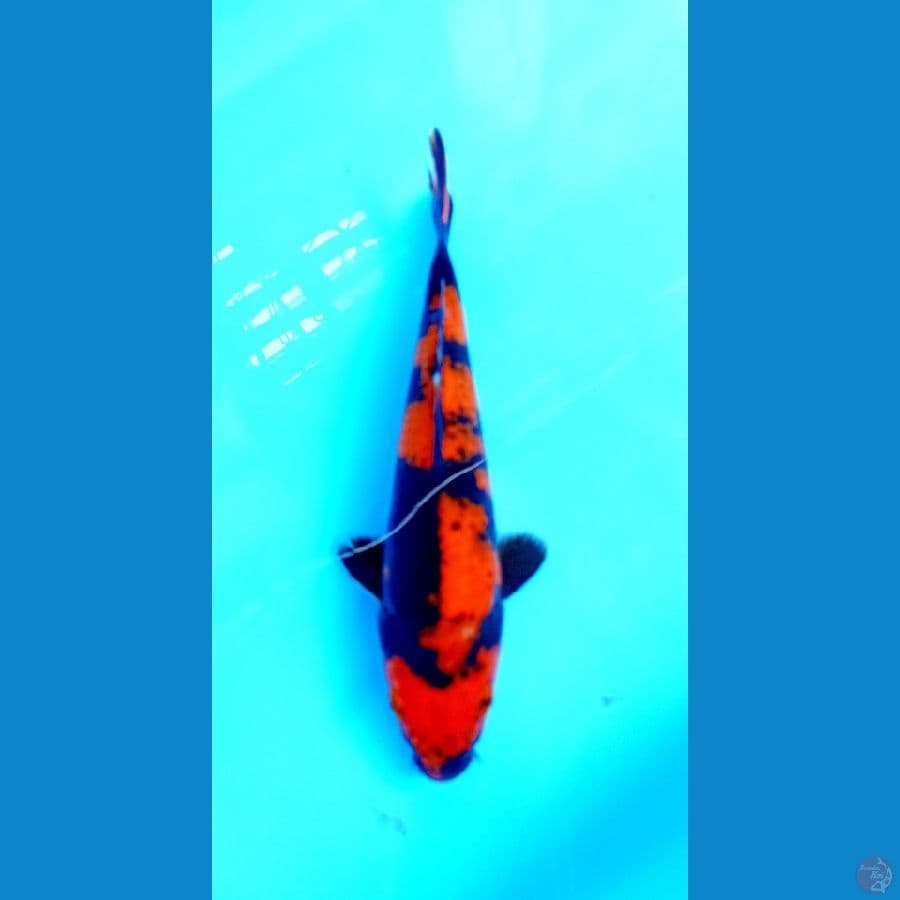 utsuri 23cm