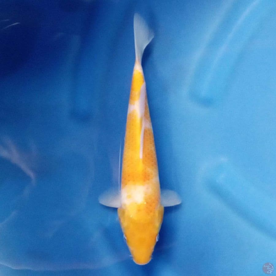 Koyo Karashi F1 25 cm