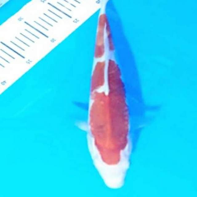 Ai goromo merah bagus 33cm