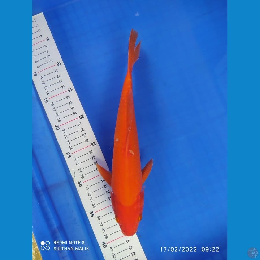red karasi 31 cm