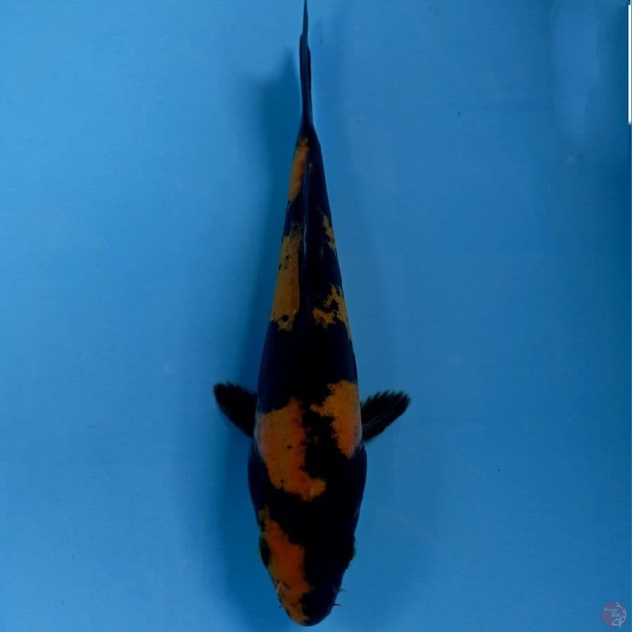 hi utsuri doitsu, 19 cm