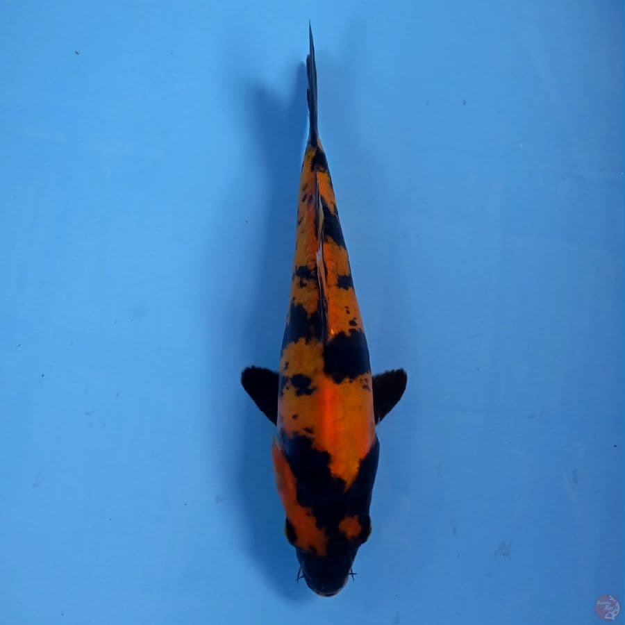 hi utsuri doitsu, 22 cm