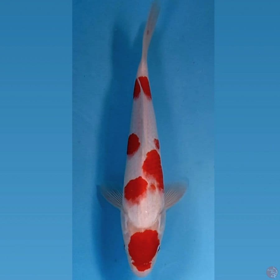 kohaku, 29 cm