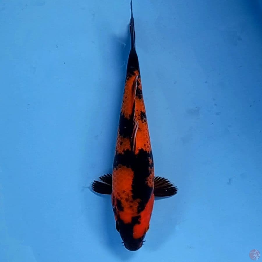 hi utsuri, 26 cm