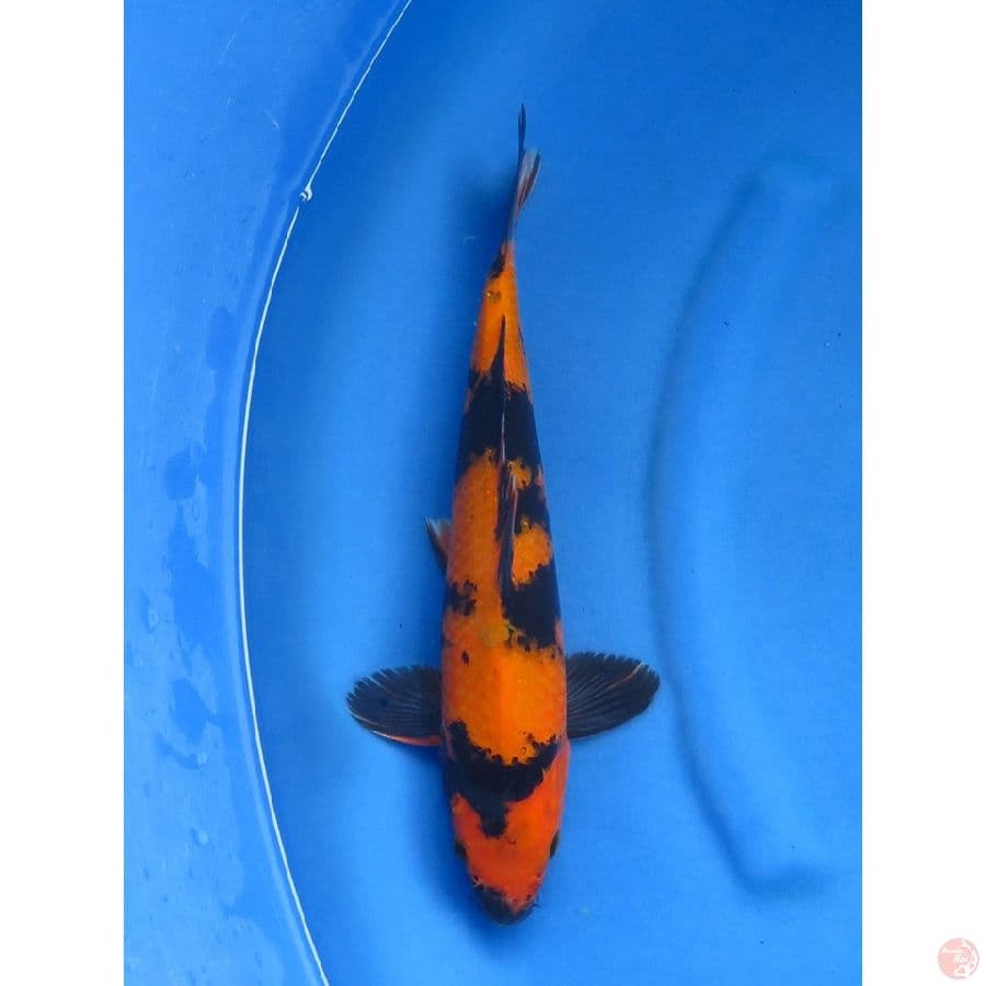 34cm , Hi Utsuri