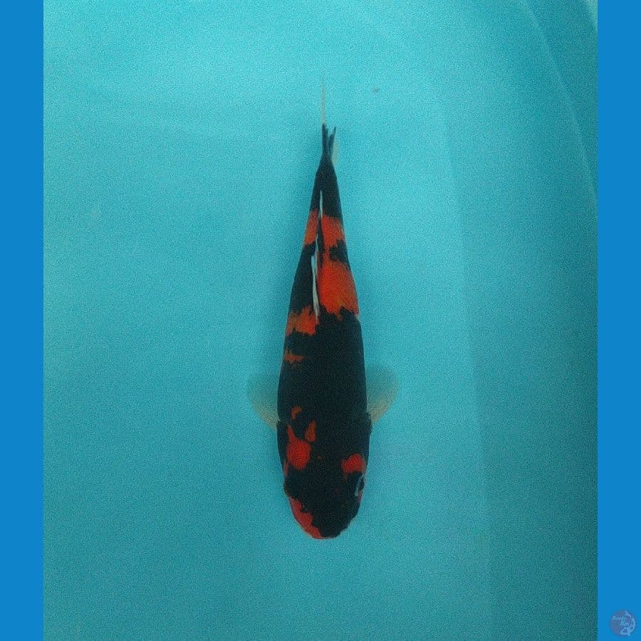 Hi Showa 29cm