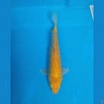 Karasi Gindrin 27cm