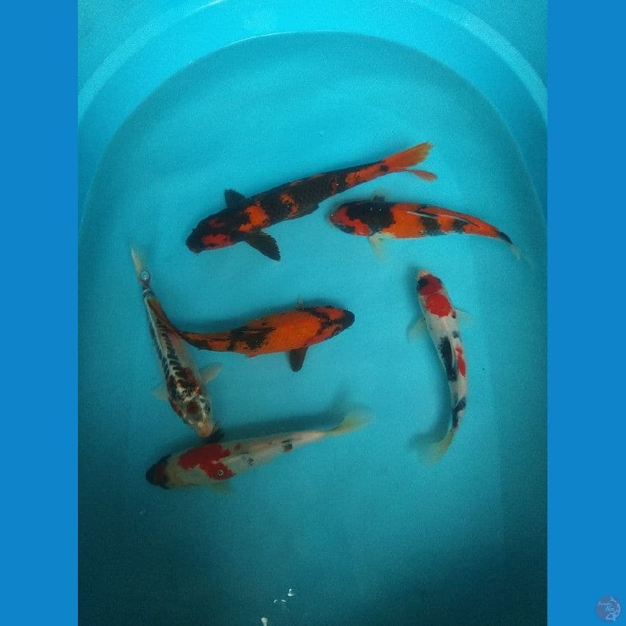 Paket Hemat kantong 5 ekor