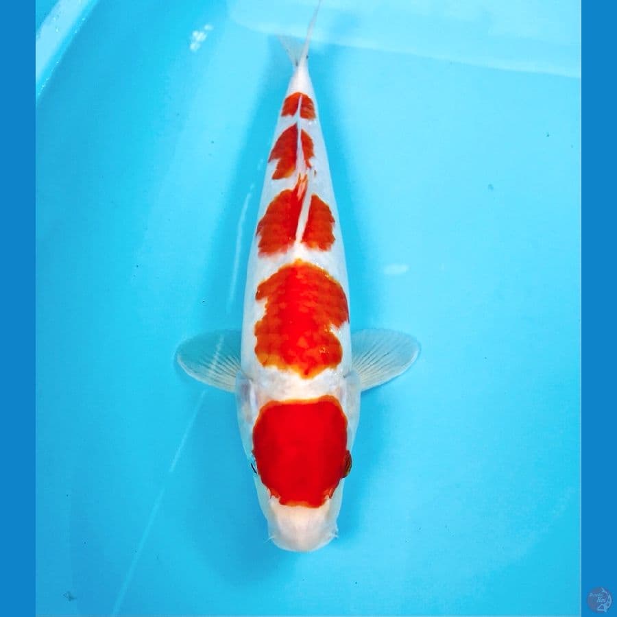 kohaku, 37 cm