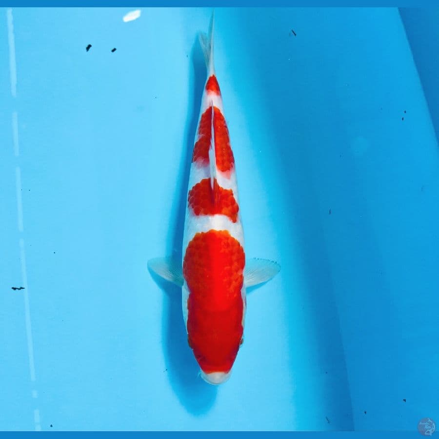 kohaku, 22 cm