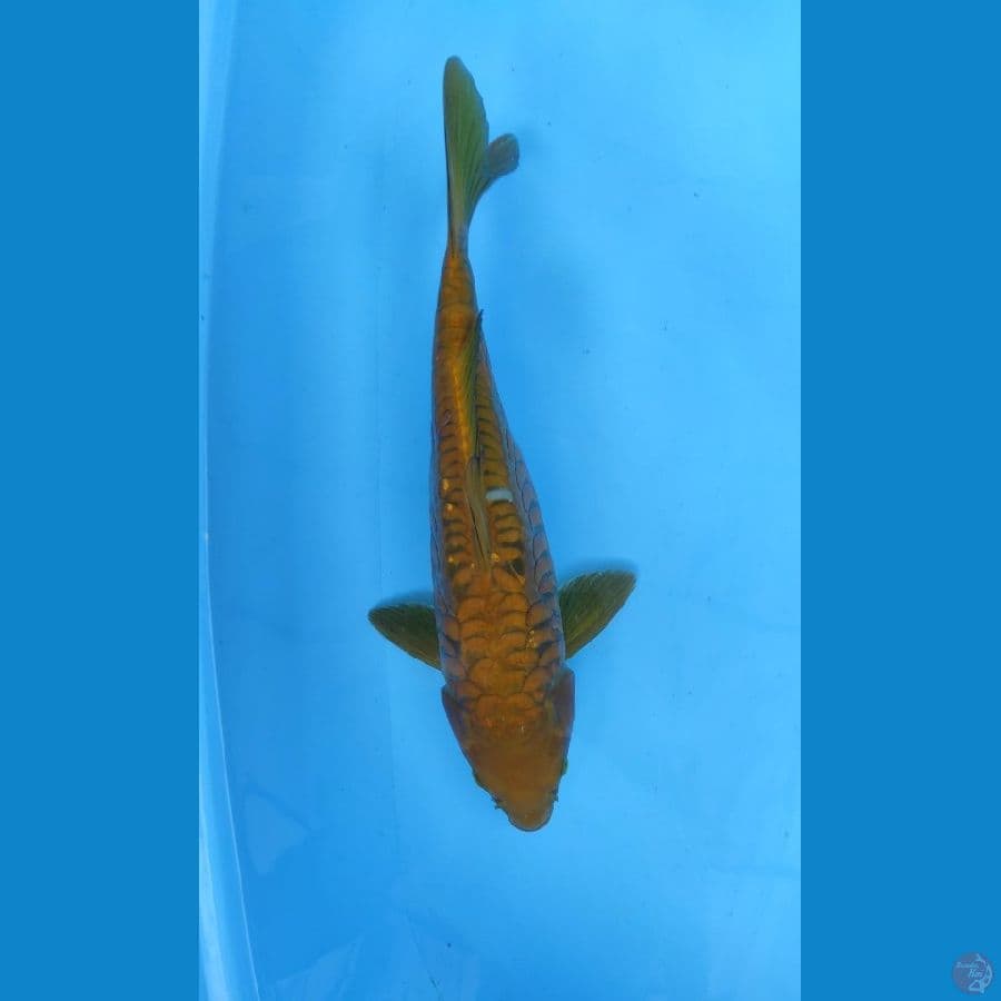 Chagoi Aragoke 39cm