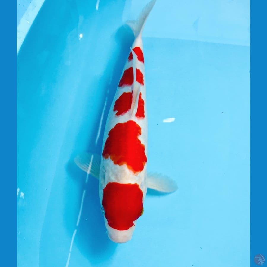 kohaku, 35 cm