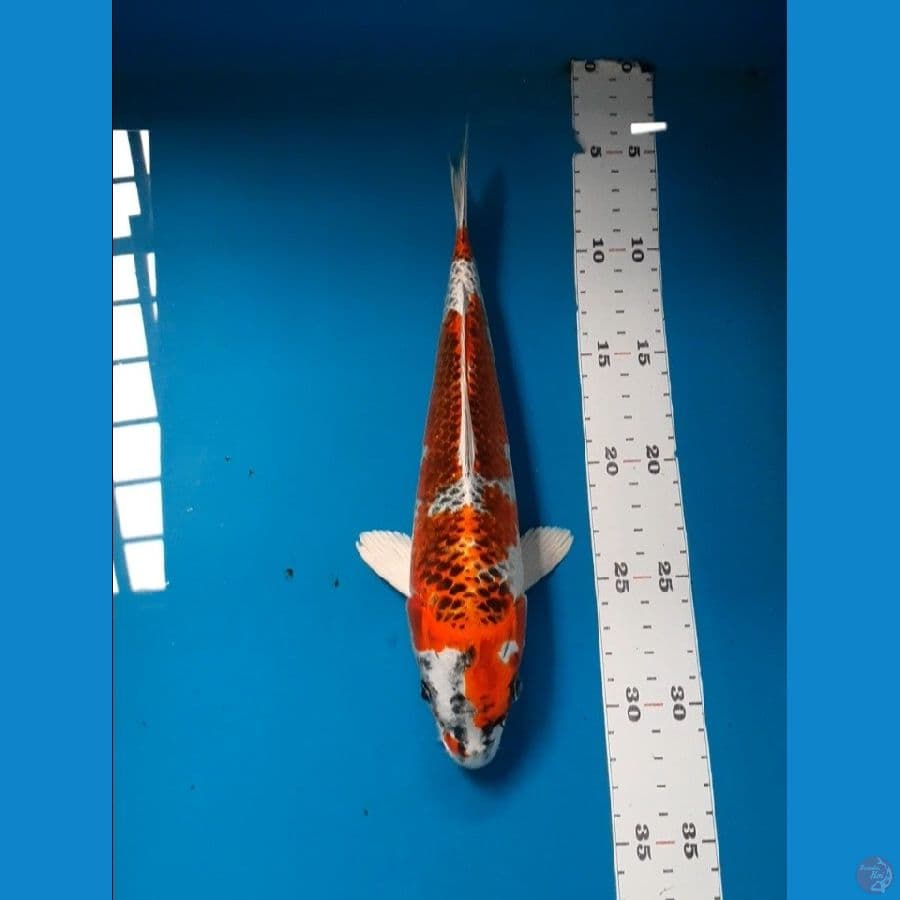 kujaku 27cm