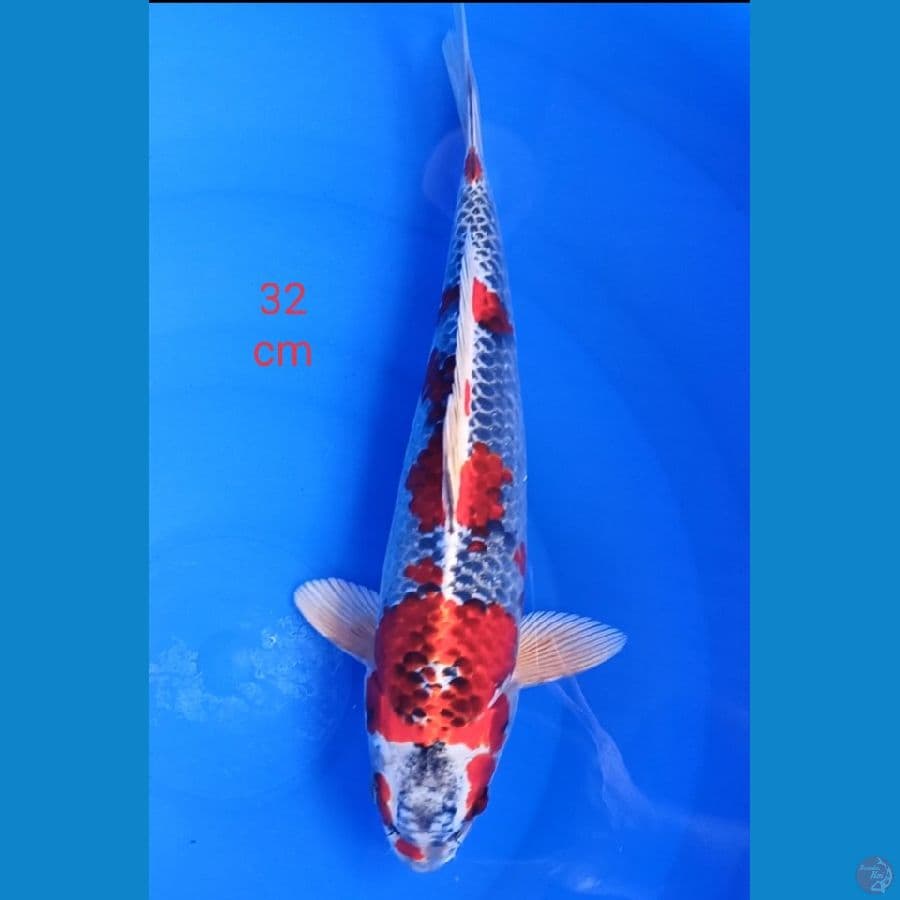Red kojaku 32 cm