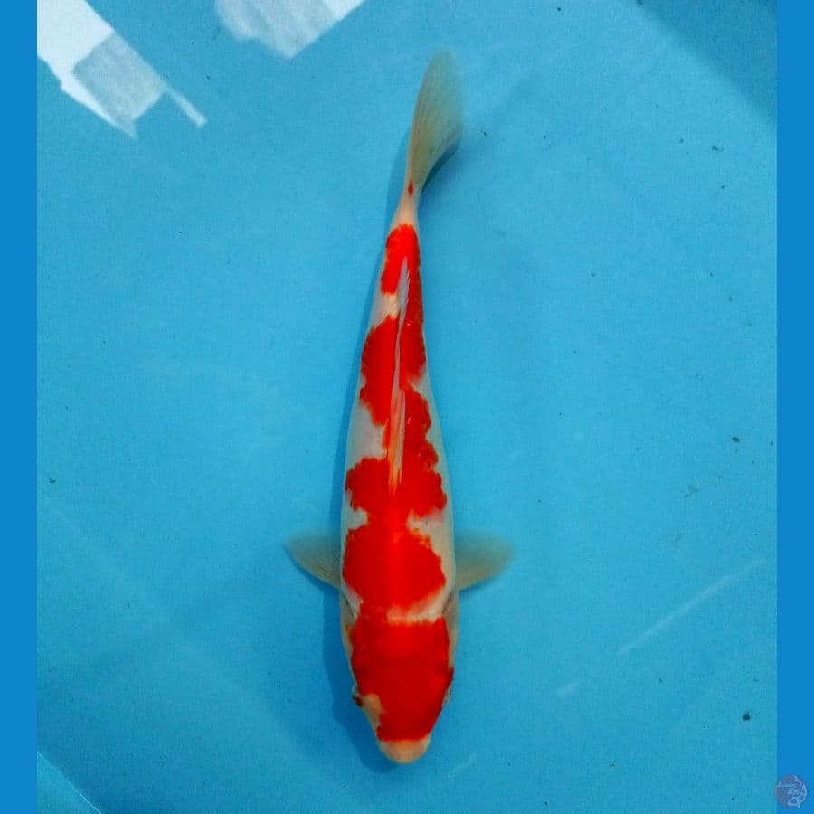 kohaku 26cm
