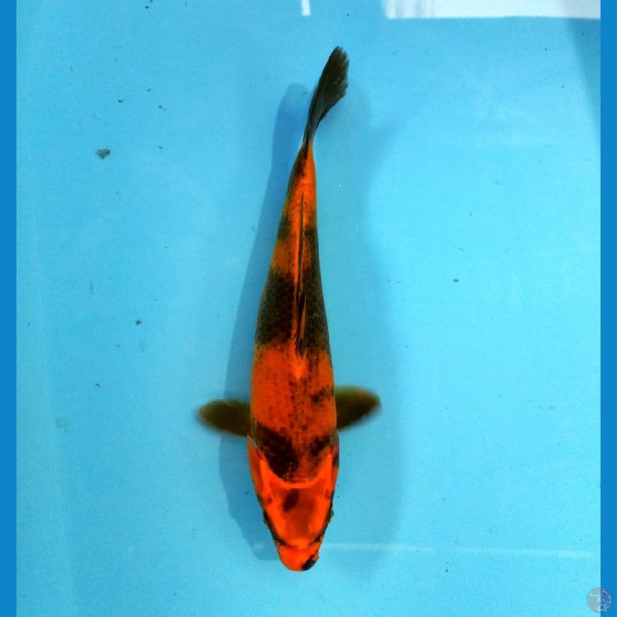 kage hi utsuri 26cm