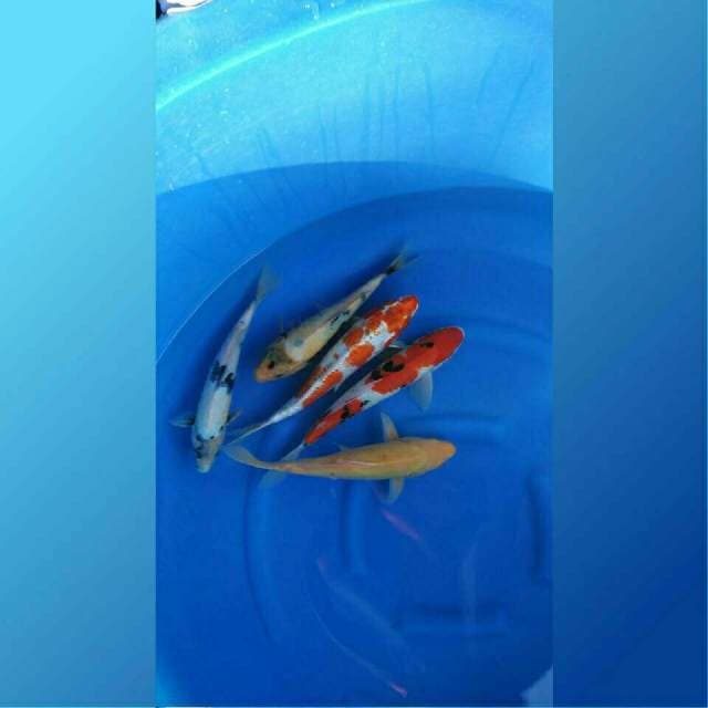 Paket Spesial F1