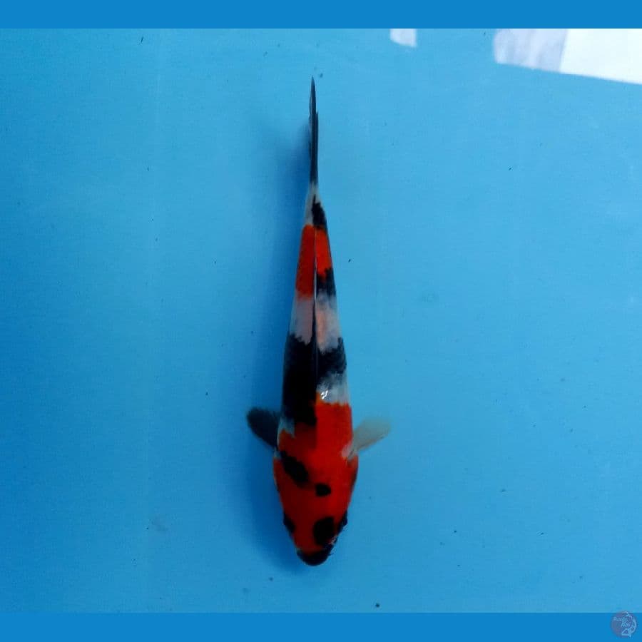showa 16cm
