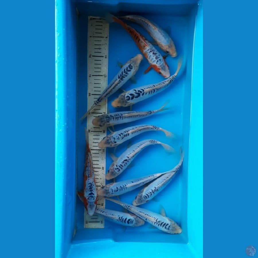 shusui 12ekor