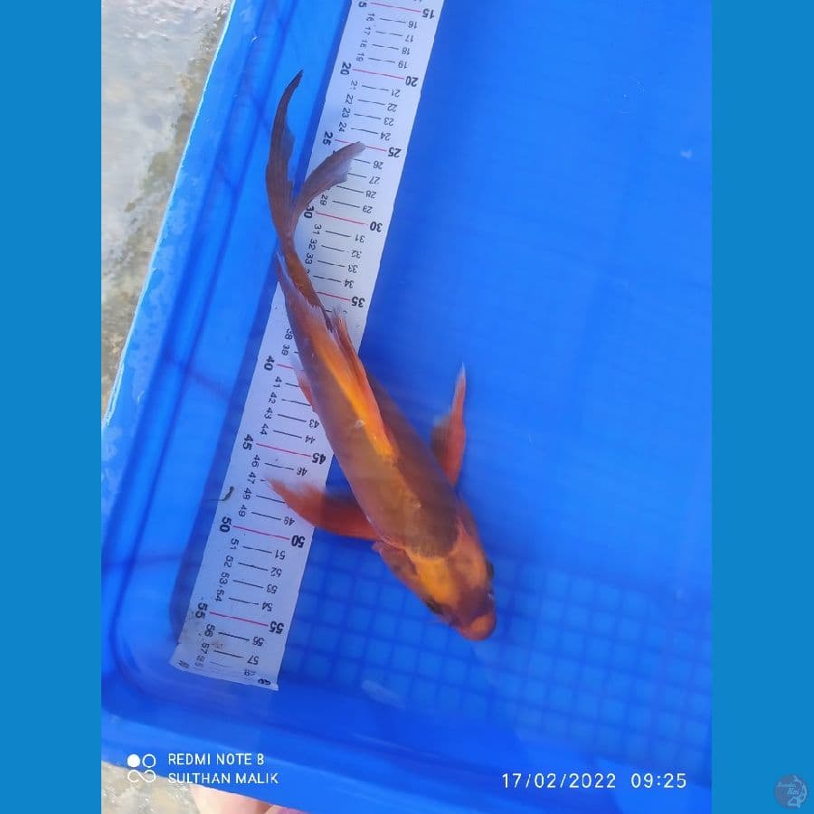 kumpai akamatsuba 34cm