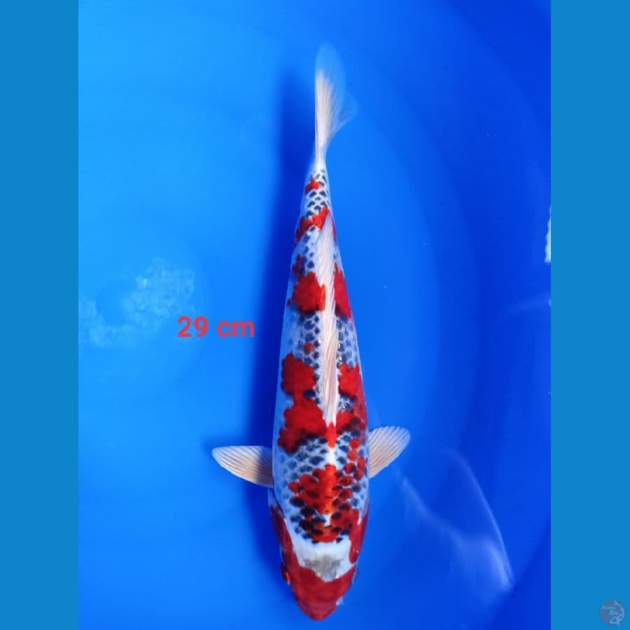 red kojaku ????????????