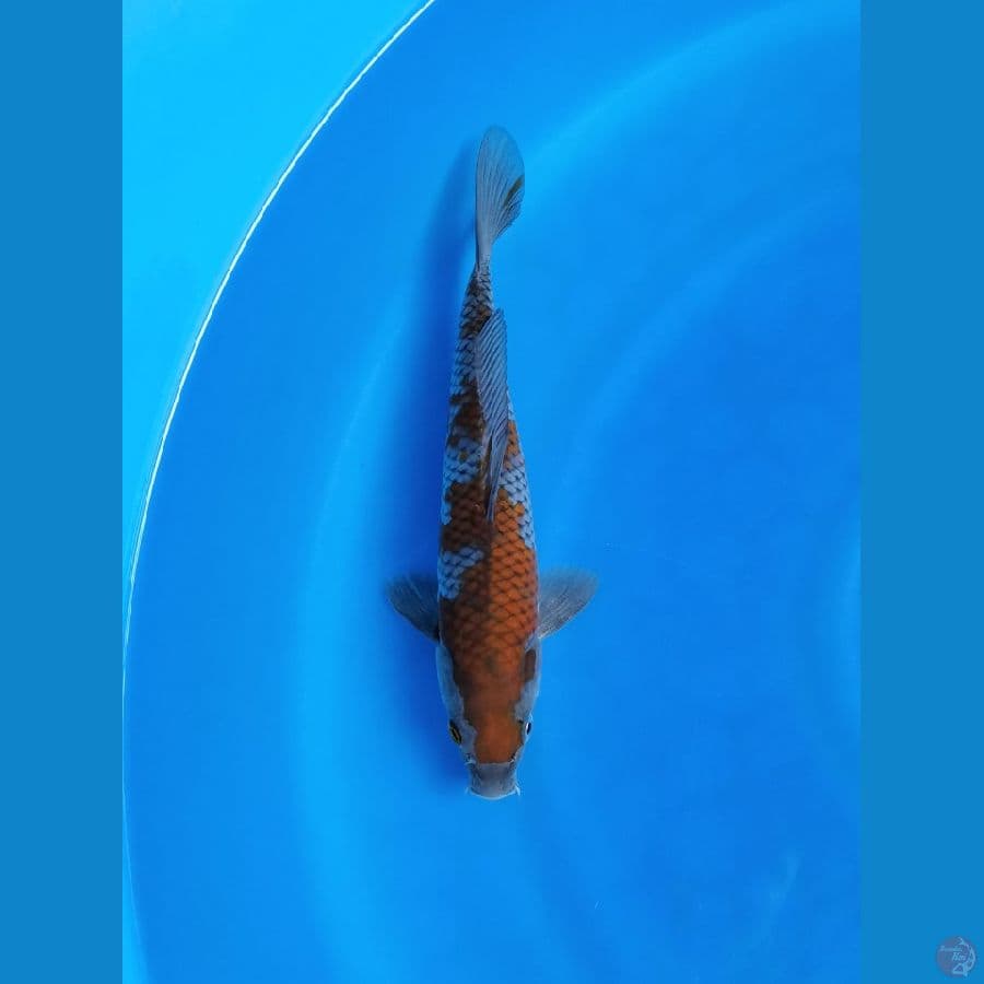 OCHIBA SIGURE 25CM/MALE