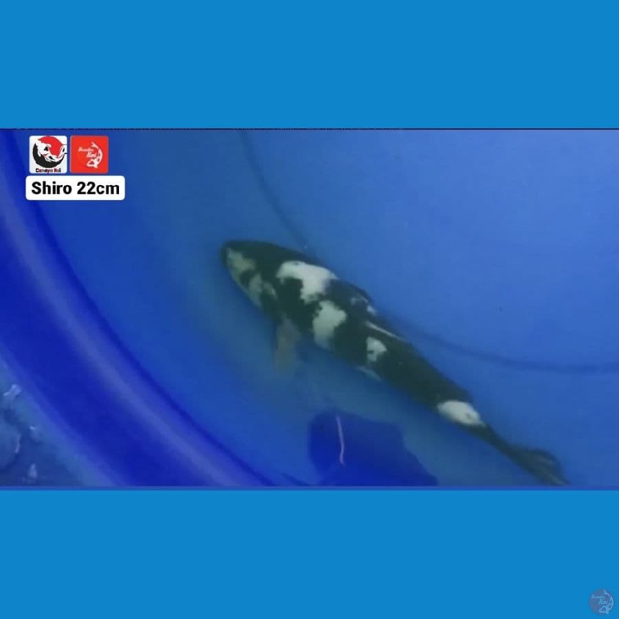 SHIRO 22CM --- CANAYA KOI FARM